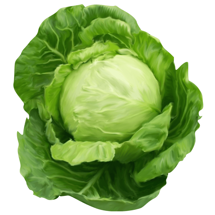 Cabbage image