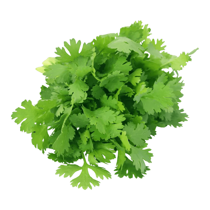 Cilantro Leaves image
