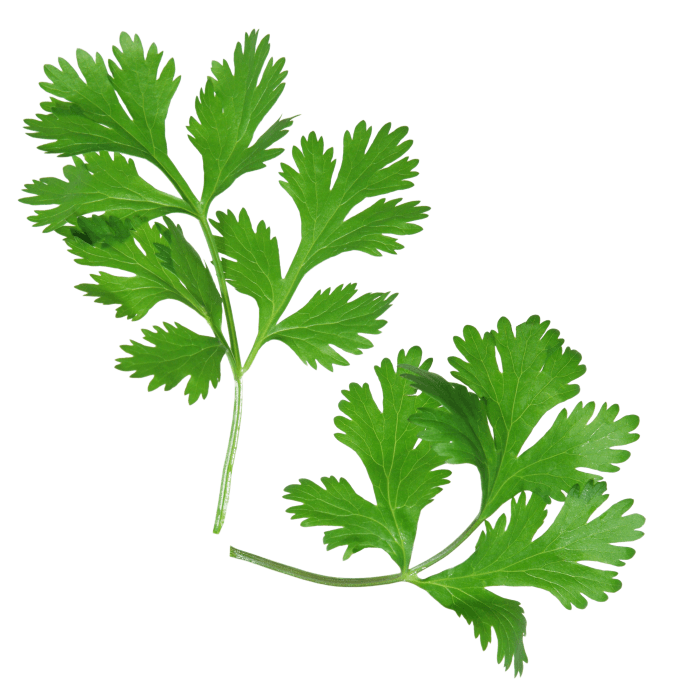 Cilantro image