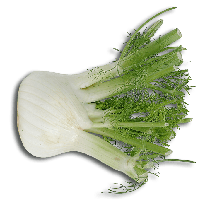 Fennel Bulb image