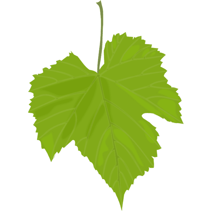 Grape leaves image