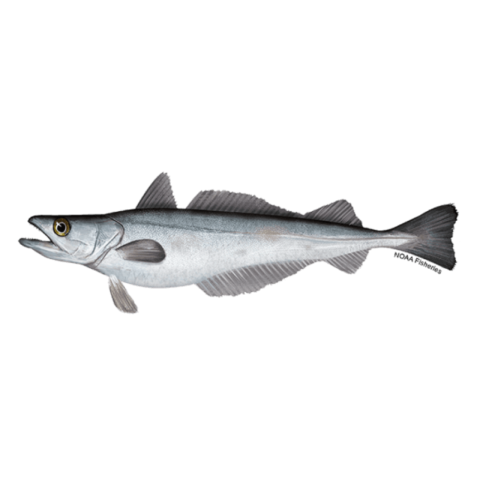 Hake image