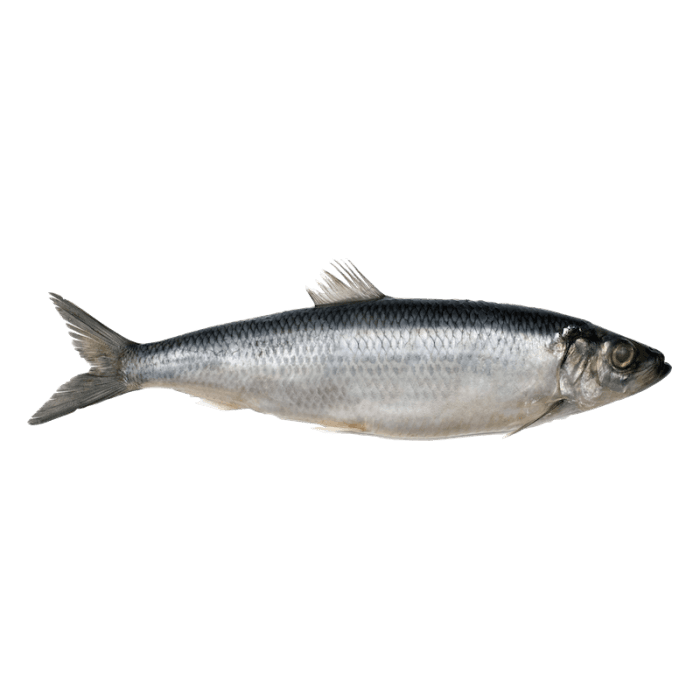 Herring image