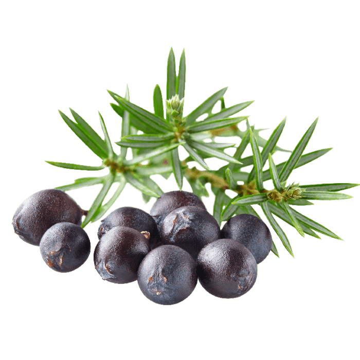 Juniper Berries image