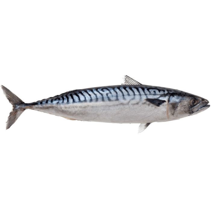 Mackerel image