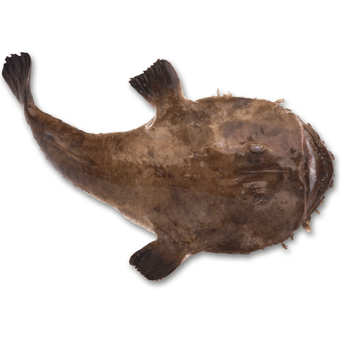 Monkfish image