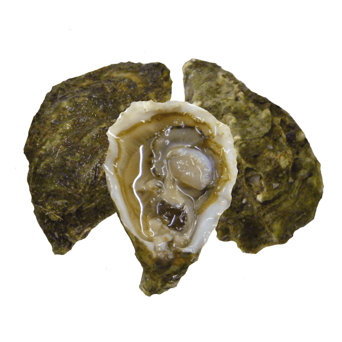 Oysters image