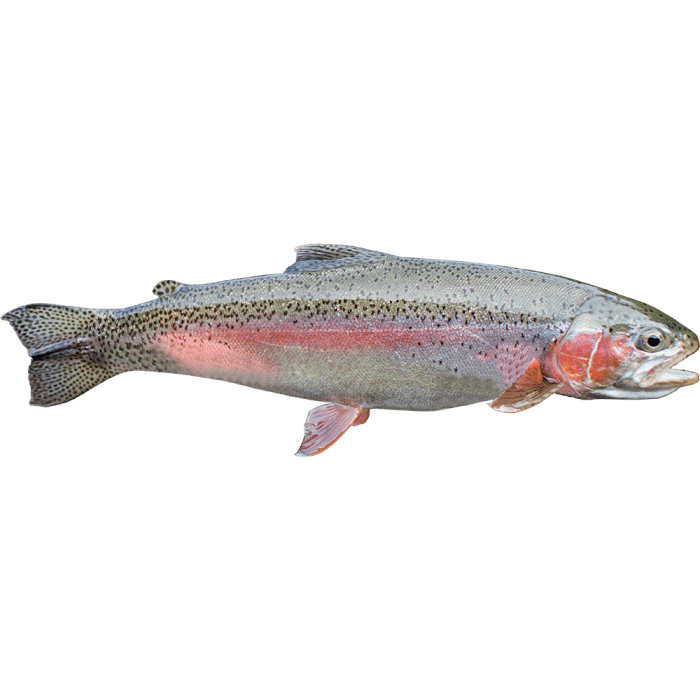 Rainbow Trout image