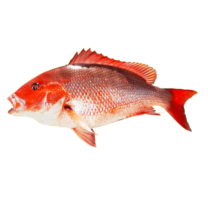 Red Snapper image