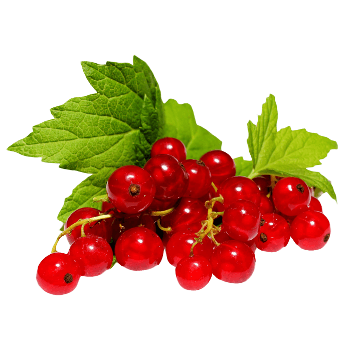 Redcurrants image