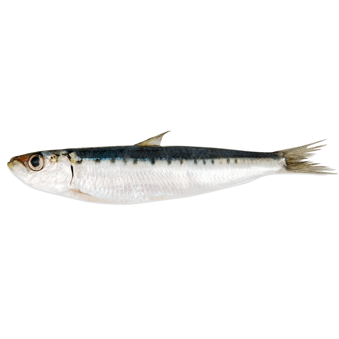 Sardines image