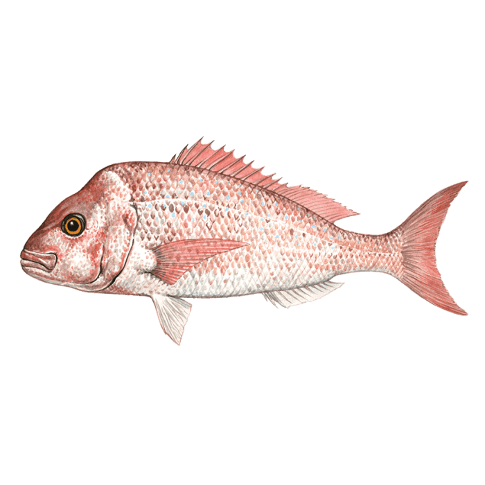 Snapper Fish image