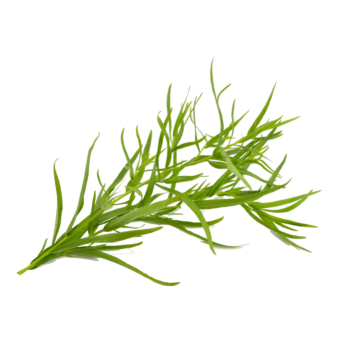 Tarragon Leaves image