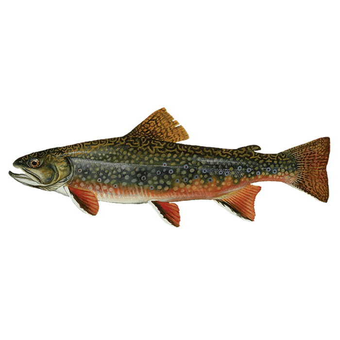 Trout image