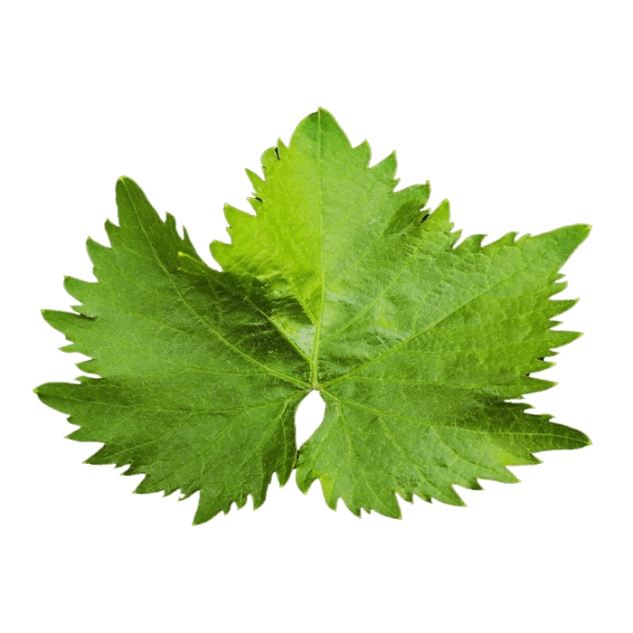 Vine Leaves image
