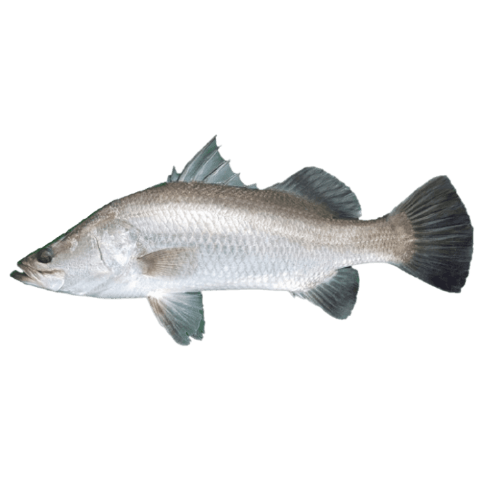 barramundi image